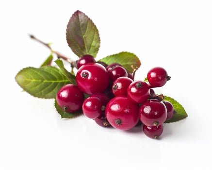 bunch of red berries on a white background photo