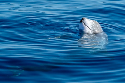Risso dolphin close up portrait on blue sea surface photo