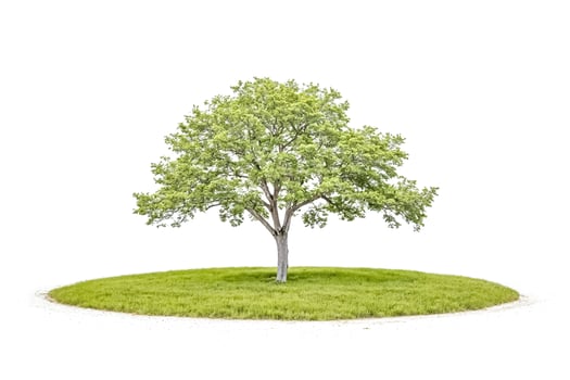 Single Green Tree on a Grassy Mound photo
