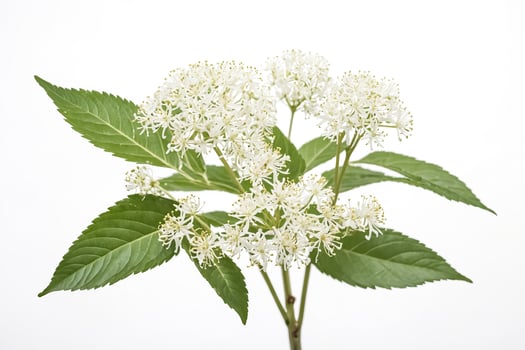 White Flowers with Green Leaves on a White Background photo