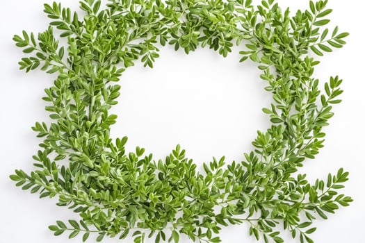 Green leaves frame on white background photo