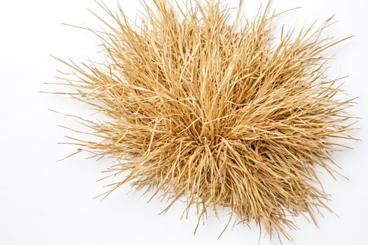 Dry Grass on White Background photo
