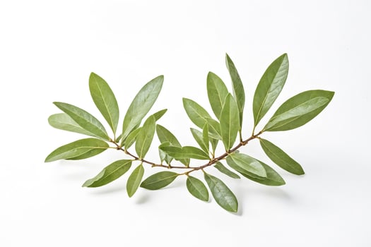 Bay Leaves on White Background photo