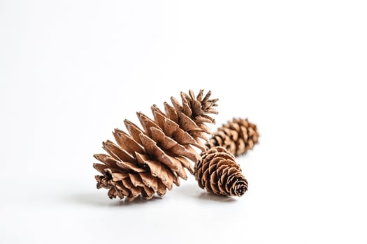Pine Cones on White Background photo