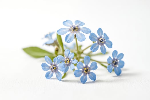 Delicate Blue Flowers on White Background photo