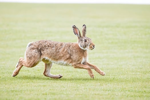 A brown hare running across a green field photo