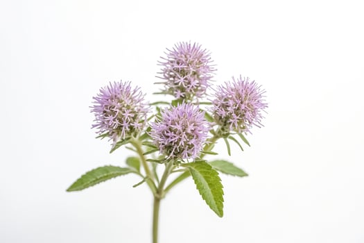 Close-up of a Blooming Plant with Purple Flowers photo