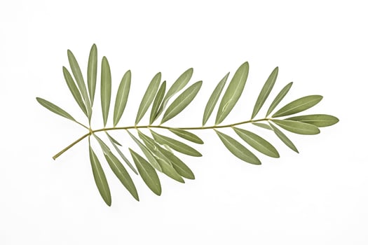 Green Olive Branch Isolated on White Background photo