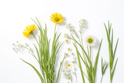 Yellow and White Flowers on White Background photo