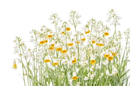 White and Yellow Flowers Isolated on White Background photo