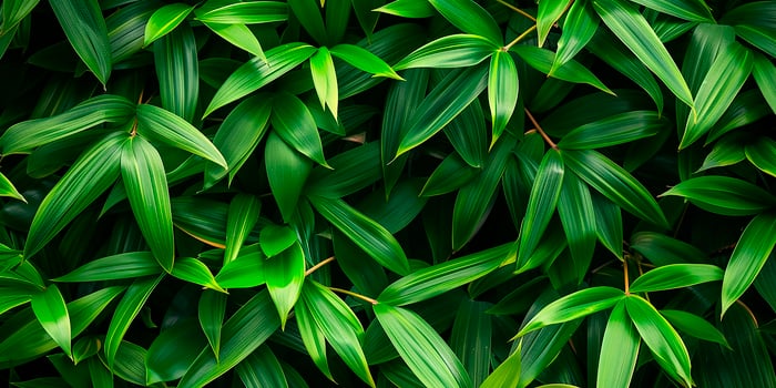 Green bamboo texture. East grass fence. Wallpaper, background photo