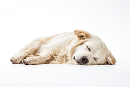 Golden Retriever Puppy Sleeping on White Background photo