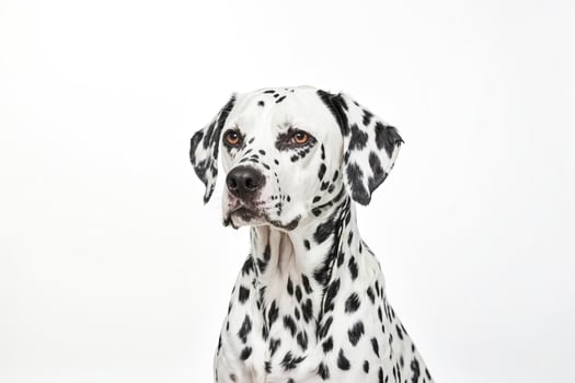 Close-up portrait of a Dalmatian dog with white background photo