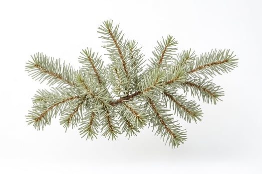 Closeup of a Pine Branch on a White Background photo