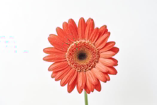 Single Orange Gerbera Daisy with Water Droplets photo