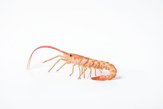 Red shrimp on a white background. photo