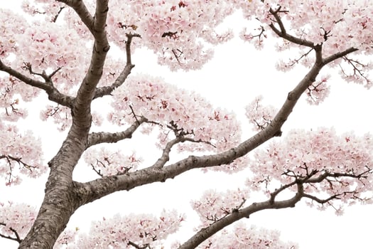 Pink Cherry Blossoms Branch photo