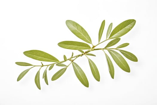 Green Leaf Branch on White Background photo