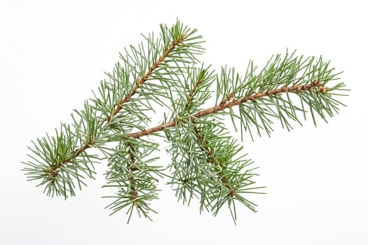 Close-up of a Pine Branch photo