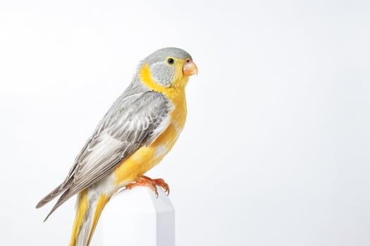 Yellow and Grey Cockatiel Perched on a White Stand photo