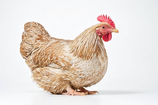 Farmyard Beauty Golden Brown Chicken on a White Background photo