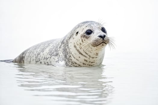 Seal swimming in water photo