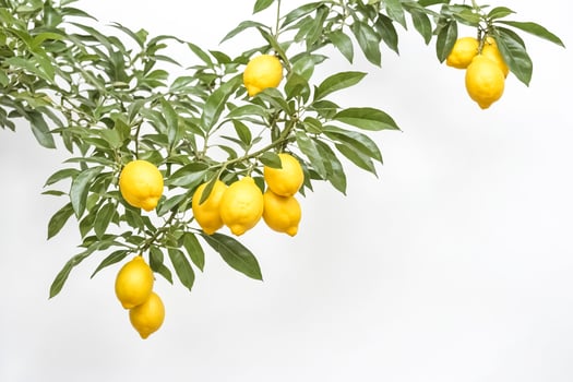Fresh Lemons on a Branch with Green Leaves photo