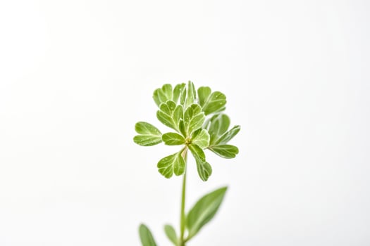 Green Plant with Dew Drops on Leaves photo
