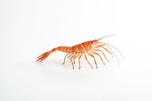 Red shrimp on white background photo