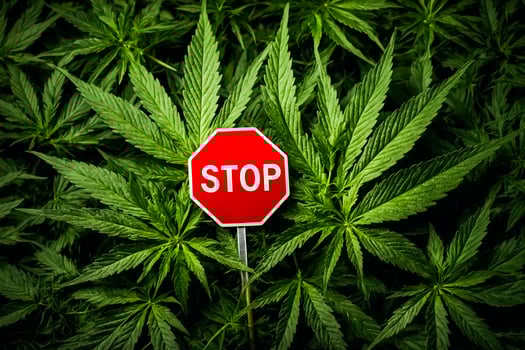 Prohibition in Green Stop Sign Amidst Cannabis Plants photo