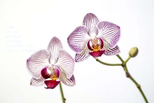 Delicate Purple and White Orchid with White Background photo