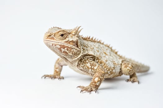 Close-up of a horned lizard on a white background photo
