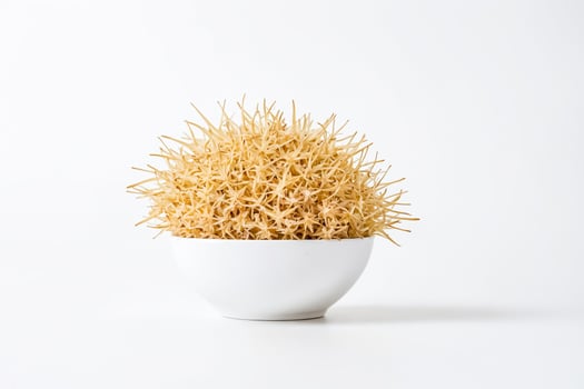 Close-up of a Dried Cactus in a White Pot photo