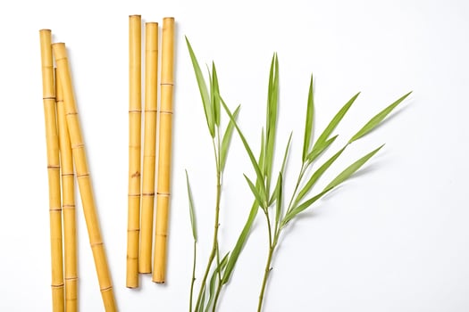 Bamboo stalks and leaves isolated on white background photo