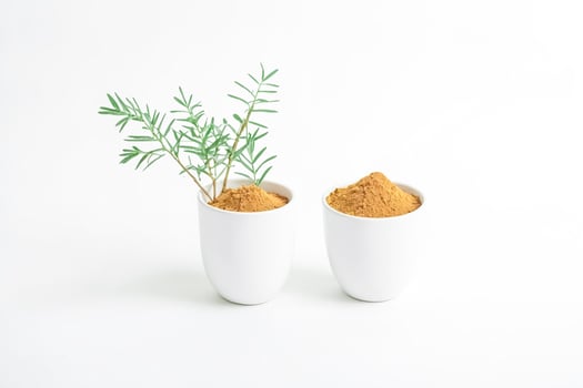 Brown Powder in White Bowls with Green Sprig photo