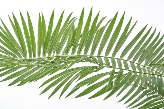 Green Palm Leaf Isolated on White Background photo