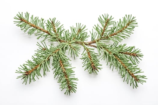 Evergreen Branch Isolated on White Background photo