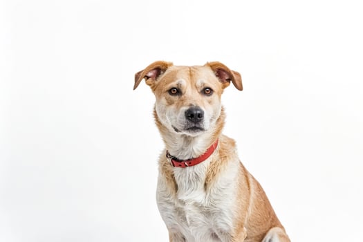 Dog Looking at Camera photo