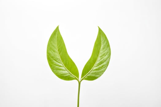 Green Leaf on a White Background photo