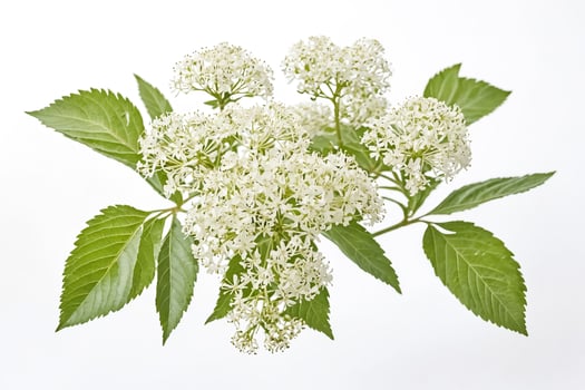 White Flowers and Green Leaves on a White Background photo