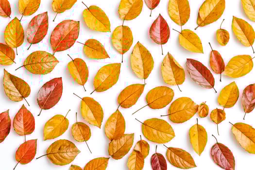 Autumn Leaves on White Background photo