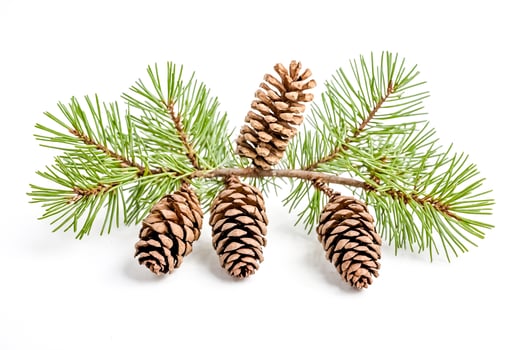 Pine Branch with Cones Isolated on White Background photo