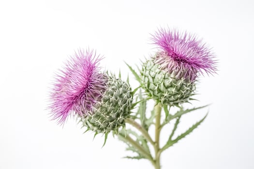 Pink Thistle Flower on White Background photo