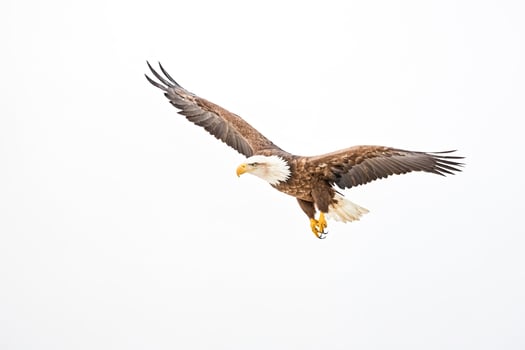 Majestic Bald Eagle in Flight photo