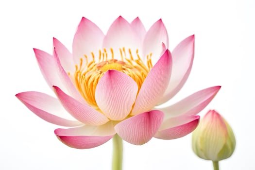 Pink Lotus Flower with Bud on White Background photo