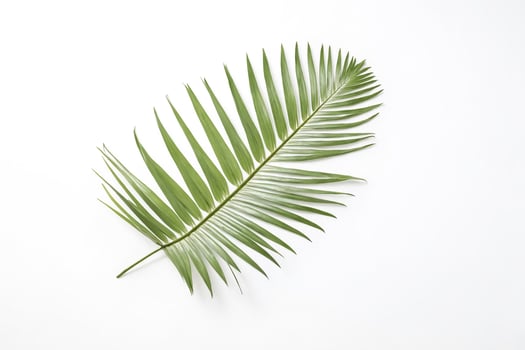 Green palm leaf on white background photo