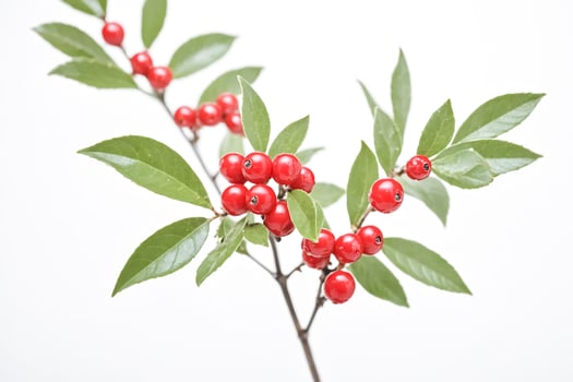 Red Berries and Green Leaves on White Background photo