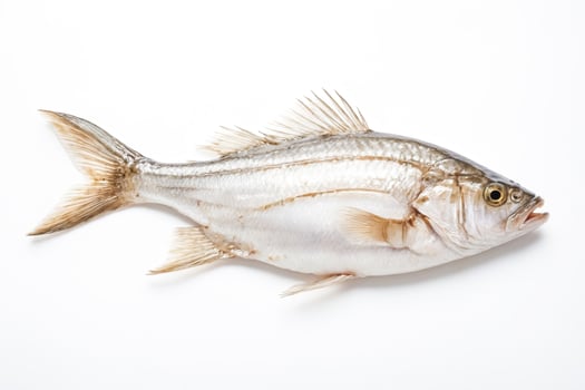 Close-up of a White Fish on a White Background photo
