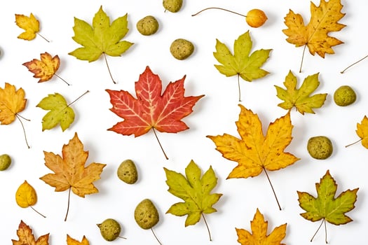 Autumn Leaves with Round Fruit on White Background photo
