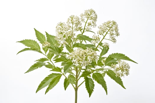 White Flowers with Green Leaves on a White Background photo